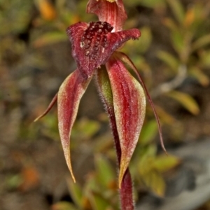 Caladenia tessellata at Tianjara, NSW - suppressed