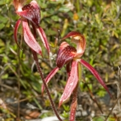 Caladenia tessellata at Tianjara, NSW - 22 Oct 2005