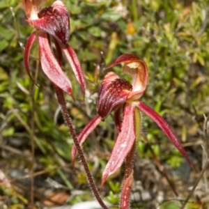 Caladenia tessellata at Tianjara, NSW - suppressed