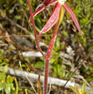 Caladenia tessellata at Tianjara, NSW - suppressed