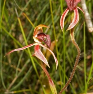 Caladenia tessellata at Tianjara, NSW - 14 Oct 2005