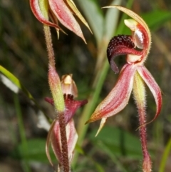 Caladenia tessellata at Tianjara, NSW - 14 Oct 2005