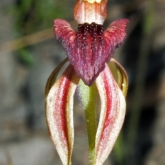 Caladenia tessellata at Tianjara, NSW - 14 Oct 2005