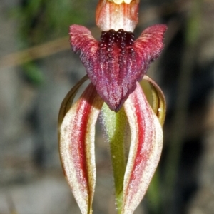 Caladenia tessellata at Tianjara, NSW - suppressed