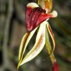 Caladenia tessellata at Tianjara, NSW - suppressed