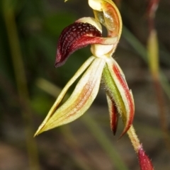 Caladenia tessellata at Tianjara, NSW - suppressed