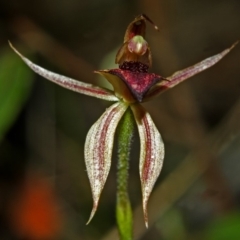 Caladenia tessellata (Thick-lip Spider Orchid) at Tianjara, NSW - 24 Oct 2007 by AlanS