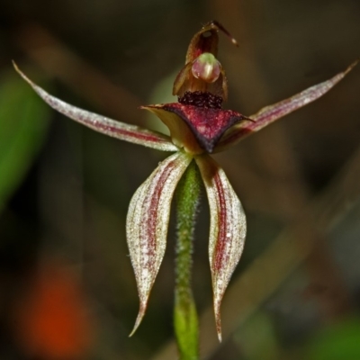 Caladenia tessellata (Thick-lip Spider Orchid) at Tianjara, NSW - 23 Oct 2007 by AlanS
