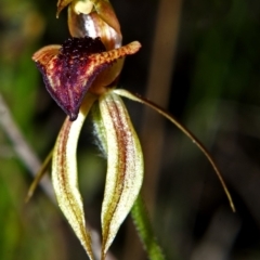 Caladenia tessellata at Tianjara, NSW - suppressed