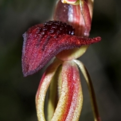 Caladenia tessellata at Tianjara, NSW - suppressed