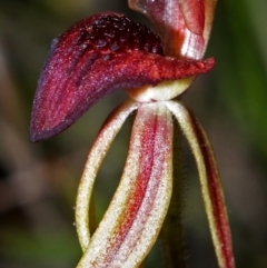 Caladenia tessellata at Tianjara, NSW - suppressed