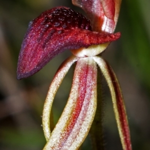 Caladenia tessellata at Tianjara, NSW - 24 Oct 2007