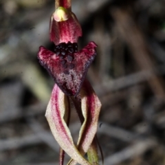 Caladenia tessellata (Thick-lip Spider Orchid) at Tianjara, NSW - 29 Oct 2016 by AlanS