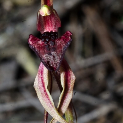 Caladenia tessellata (Thick-lip Spider Orchid) at Tianjara, NSW - 28 Oct 2016 by AlanS