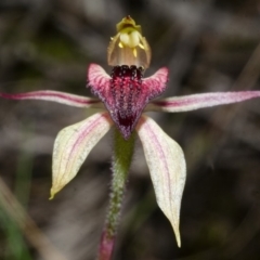 Caladenia tessellata at Tianjara, NSW - suppressed