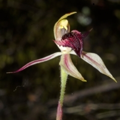 Caladenia tessellata at Tianjara, NSW - suppressed
