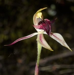 Caladenia tessellata at Tianjara, NSW - suppressed