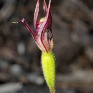 Caladenia tessellata at Tianjara, NSW - suppressed