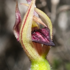 Caladenia tessellata at Tianjara, NSW - suppressed