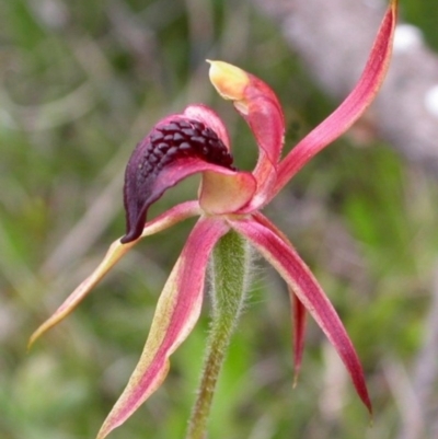 Caladenia tessellata (Thick-lip Spider Orchid) at Tianjara, NSW - 14 Oct 2005 by AlanS