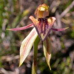 Caladenia tessellata at Tianjara, NSW - 15 Oct 2005