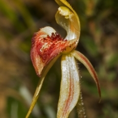 Caladenia tessellata at Tianjara, NSW - 15 Oct 2005