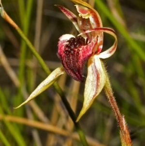 Caladenia tessellata at Tianjara, NSW - 15 Oct 2005