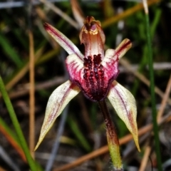 Caladenia tessellata at Tianjara, NSW - 15 Oct 2005