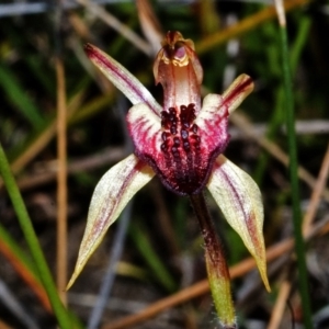 Caladenia tessellata at Tianjara, NSW - 15 Oct 2005