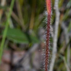 Caladenia tessellata at Tianjara, NSW - suppressed