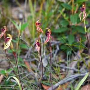 Caladenia tessellata at Tianjara, NSW - suppressed