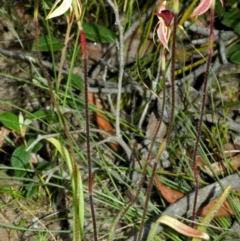 Caladenia tessellata at Tianjara, NSW - 14 Oct 2005