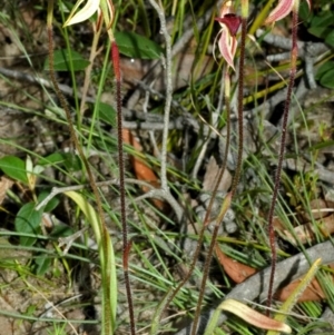 Caladenia tessellata at Tianjara, NSW - suppressed