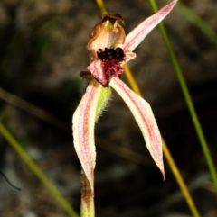 Caladenia tessellata at Tianjara, NSW - suppressed