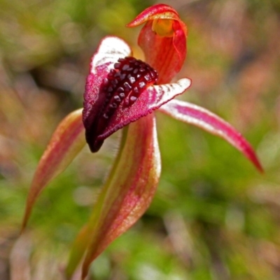 Caladenia tessellata (Thick-lip Spider Orchid) at Tianjara, NSW - 26 Oct 2004 by AlanS