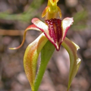 Caladenia tessellata at Tianjara, NSW - suppressed