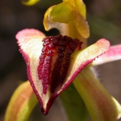 Caladenia tessellata at Tianjara, NSW - suppressed