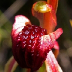 Caladenia tessellata at Tianjara, NSW - suppressed