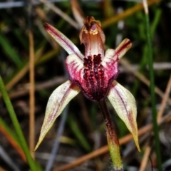 Caladenia tessellata (Thick-lip Spider Orchid) at Tianjara, NSW - 14 Oct 2005 by AlanS