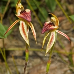 Caladenia tessellata at Tianjara, NSW - suppressed