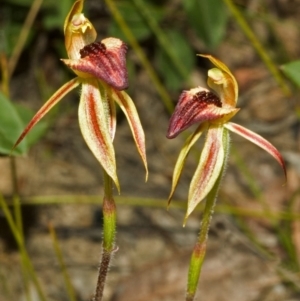 Caladenia tessellata at Tianjara, NSW - suppressed