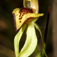 Caladenia tessellata (Thick-lip Spider Orchid) at Tianjara, NSW - 21 Oct 2007 by AlanS