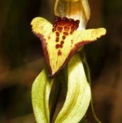 Caladenia tessellata at Tianjara, NSW - suppressed