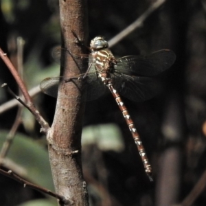 Austroaeschna unicornis at Paddys River, ACT - 10 Feb 2019