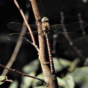 Austroaeschna unicornis at Paddys River, ACT - 10 Feb 2019 04:20 PM