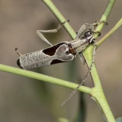 Uracanthus triangularis (Triangular Marked Banksia Longhorn) at The Pinnacle - 10 Feb 2019 by AlisonMilton