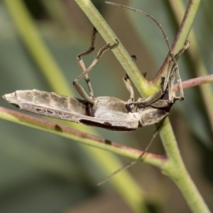 Uracanthus triangularis at Dunlop, ACT - 10 Feb 2019