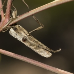 Uracanthus triangularis at Dunlop, ACT - 10 Feb 2019