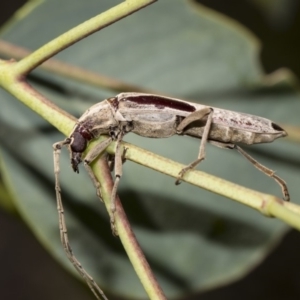 Uracanthus triangularis at Dunlop, ACT - 10 Feb 2019 01:52 PM