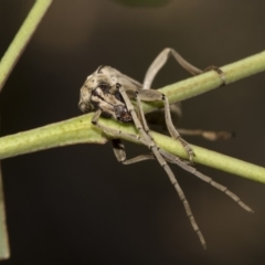 Uracanthus triangularis at Dunlop, ACT - 10 Feb 2019 01:52 PM